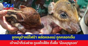 ลูกหมูป่าถูกไฟป่าคลอกเจ็บ ซ้ำพลัดหลงแม่ เจ้าหน้าที่เร่งช่วยเหลือ ดูแลใกล้ชิด