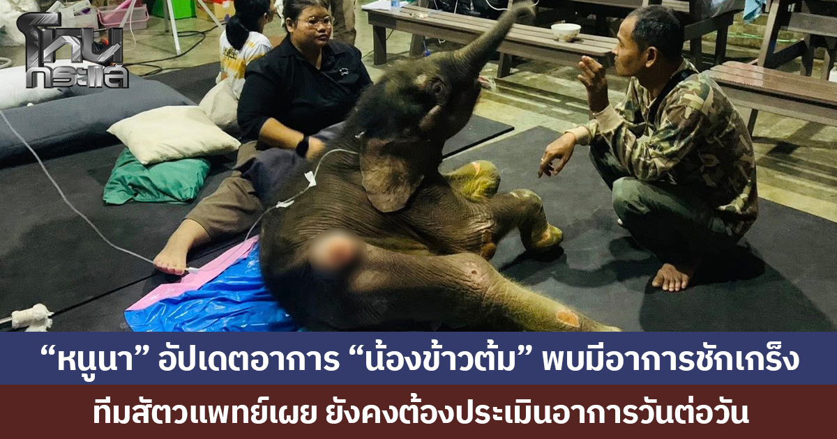 “หนูนา” อัปเดตอาการ “น้องข้าวต้ม” พบมีอาการชักเกร็ง ทีมสัตวแพทย์เผย ยังคงต้องประเมินอาการวันต่อวัน