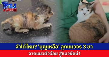 อัปเดตชีวิต 'บุญเหลือ' ลูกแมวจร 3 ขา หลังได้บ้านใหม่ จากแมวน้อย กลายเป็นแมวยักษ์