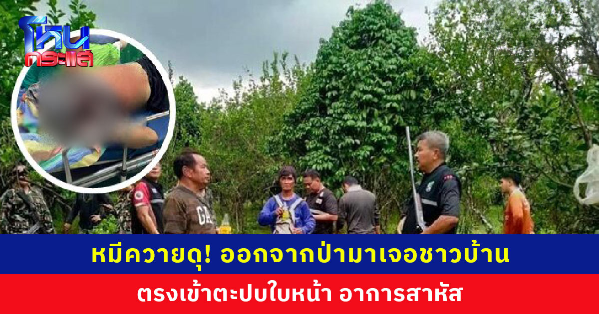 หมีควายดุ! ออกจากป่าเจอชาวบ้านสับไผ่ในสวน ตรงเข้าตะปบใบหน้า กรามหัก-ท่อน้ำลายขาด อาการสาหัส