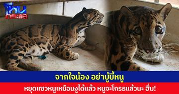 จากใจน้อง อย่าบู้บี้หนู หยุดแซวหนูเหมือนงูได้แล้ว หนูจะโกรธแล้วนะ ฮึ่ม!
