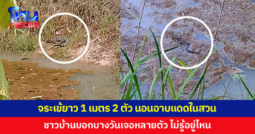 ผวา จระเข้ยาว 1 เมตร 2 ตัว นอนอาบแดดในสวน ชาวบ้านบอกบางวันเจอหลายตัว 