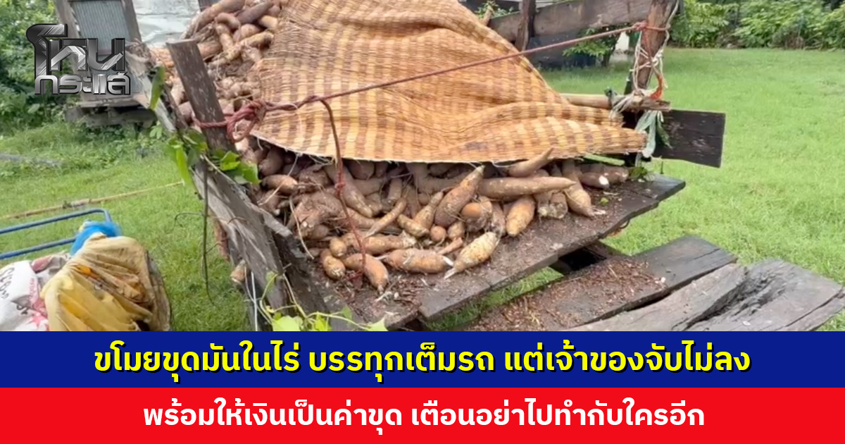 ขโมยขุดมันในไร่ บรรทุกเต็มรถ แต่เจ้าของจับไม่ลง พร้อมให้เงินเป็นค่าขุด