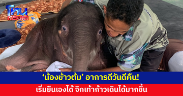 'น้องข้าวต้ม' อาการดีวันดีคืน มีกำลังถีบตัว เริ่มยืนเองได้ 