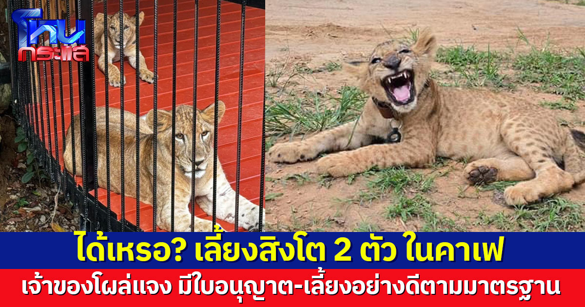 แบบนี้ได้เหรอ? คาเฟในกระบี่เลี้ยงลูกสิงโต 2 ตัว เจ้าของแจงมีใบอนุญาตถูกต้อง พร้อมเชิญสื่อเข้าดู