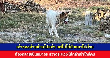 เจ้าของย้ายบ้านไปแล้ว แต่ไม่ได้นำหมาไปด้วย ต้องกลายเป็นหมาจร พลเมืองดีสงสาร อยากช่วยหาบ้าน
