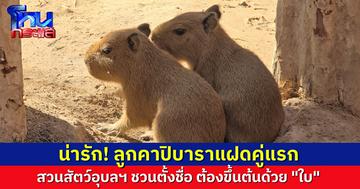 สวนสัตว์อุบลฯ เปิดตัวสมาชิกใหม่ ลูกคาปิบาราฝาแฝด เรื่องยินดีรับวาเลนไทน์