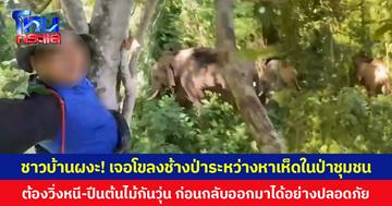 ชาวบ้านผงะ! เจอโขลงช้างป่าระหว่างหาเห็ดในป่าชุมชน  ต้องวิ่งหนี-ปีนต้นไม้กันวุ่น ก่อนกลับออกมาได้อย่างปลอดภัย