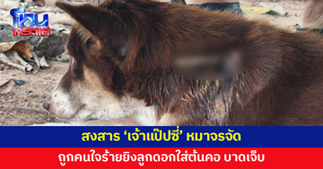 สงสาร 'เจ้าแป๊ปซี่' หมาจรจัด ถูกคนใจร้ายยิงลูกดอกใส่ต้นคอ