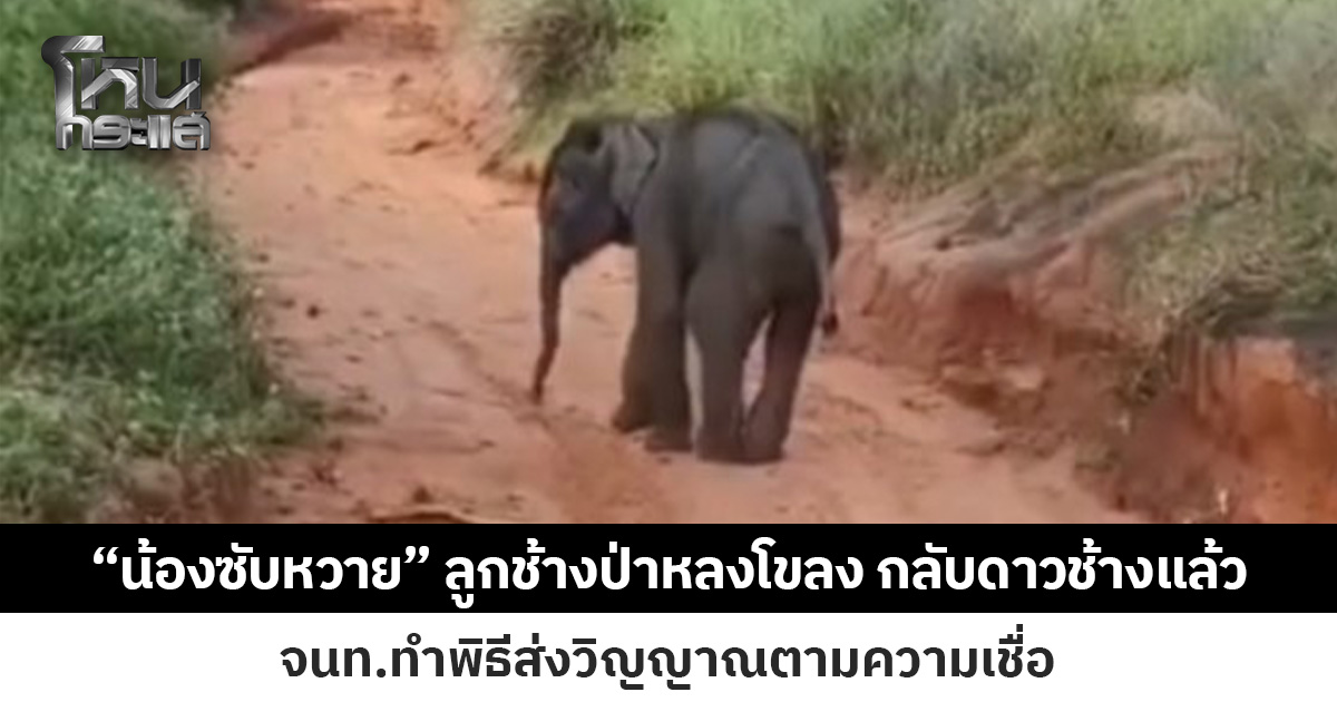 “น้องซับหวาย” ลูกช้างป่าพลัดหลงจากโขลง กลับดาวช้างแล้ว  เจ้าหน้าที่นิมนต์พระทำพิธีส่งวิญญาณตามความเชื่อ