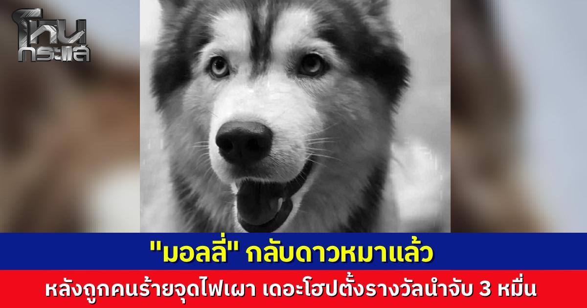 สุนัขไซบีเรียน "มอลลี่" ถูกคนร้ายจุดไฟเผา อาการสาหัส สัตวแพทย์พยายามสุดความสามารถแต่ยื้อไม่ไหว ล่าสุดกลับดาวหมาแล้ว ท่ามกลางความเสียใจของเจ้าของ