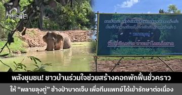 พลังชุมชน! ชาวบ้านร่วมใจช่วยสร้างคอกพักฟื้นชั่วคราว ให้ “พลายลุงตู่” ช้างป่าบาดเจ็บ เพื่อให้ทีมแพทย์ได้เข้ารักษาต่อเนื่อง