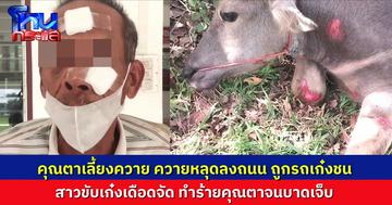 พ่อเฒ่าเลี้ยงควาย ควายหลุดลงถนนถูกรถเก๋งชน ควายเจ็บ-รถเสียหาย สาวขับรถเก๋งเดือด ลงมาด่าทอ เอาแผ่นป้ายทะเบียนฟาดหน้าคุณตาบาดเจ็บ