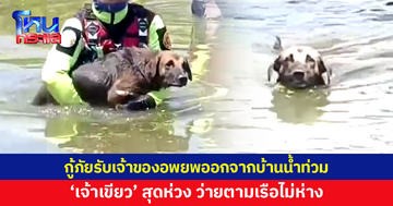 'เจ้าเขียว' สุดห่วง โดดลงน้ำ ว่ายตามเรือ หลังกู้ภัยอพยพเจ้าของออกจากบ้าน