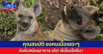 ยังรับอยู่นะจ๊ะ! สวนสัตว์เปิดเขาเขียว รับสมัครอาหาร เอ้ย! พี่เลี้ยงไฮยีนา คุณสมบัติ ขอคนเนื้อเยอะๆ