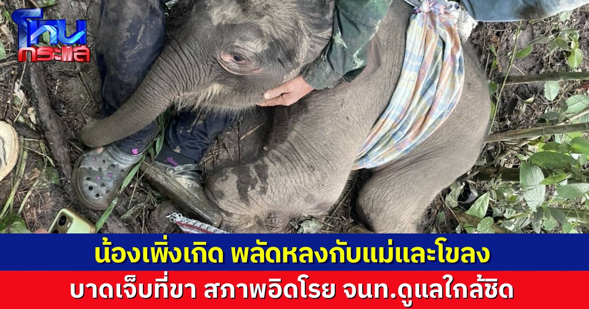 ลูกช้างป่าแรกเกิด พลัดหลงกับแม่และโขลง พื้นที่อุทยานฯ ลำคลองงู พบได้รับบาดเจ็บ สภาพอิดโรย เจ้าหน้าที่ดูแลอย่างใกล้ชิด