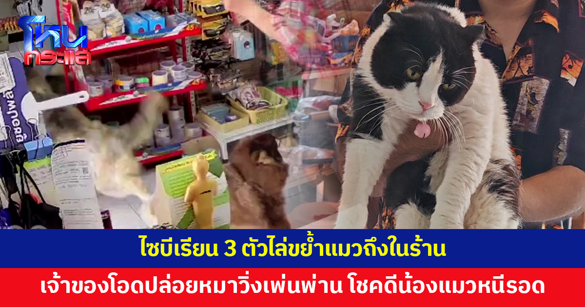 ไซบีเรียน 3 ตัวไล่ขย้ำแมวถึงในร้าน เจ้าของโอดปล่อยหมาวิ่งเพ่นพ่าน โชคดีน้องแมวหนีรอดหวุดหวิด