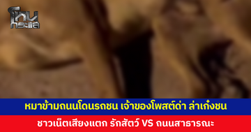 หมาข้ามถนนโดนรถชนสิ้นใจ เจ้าของโพสต์ด่า ล่าเก๋งขับชน ชาวเน็ตเสียงแตกสองฝั่ง