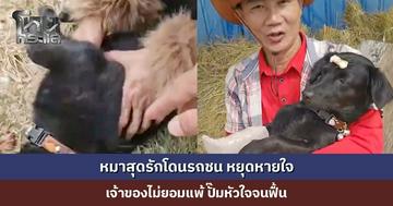 หมาสุดรักโดนรถชน หยุดหายใจ เจ้าของไม่ยอมแพ้ ปั๊มหัวใจจนฟื้น