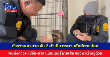 จับ 2 ผัวเมีย ตระเวนลักสัตว์แปลกทั่วกรุงเทพฯ พบกิ้งก่าจระเข้จีน-ซาลาแมนเดอร์ลายเสือ ของพาต้ารวมอยู่ด้วย
