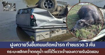 ฝูงควายวิ่งขึ้นถนนตัดหน้ารถ ทำชนรวด 3 คัน กระบะพลิกคว่ำตกคูน้ำ แต่ไร้วี่แววเจ้าของควายรับผิดชอบ