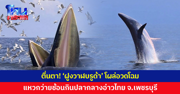 ตื่นตา! 'ฝูงวาฬบรูด้า' โผล่อวดโฉม แหวกว่ายช้อนกินปลากลางอ่าวไทย จ.เพชรบุรี