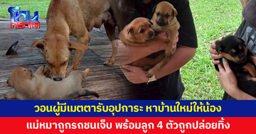 แม่หมาถูกรถชนบาดเจ็บ ถูกปล่อยทิ้งในสถานีวนวัฒนวิจัยอินทขิล พร้อมลูกน้อย 4 ตัว