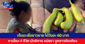 สุดสงสาร หญิงวัย 55 เก็บมะเขือยาวขาย ได้วันละ 60 บาท จุนเจือทั้งครอบครัว 4 ชีวิต 