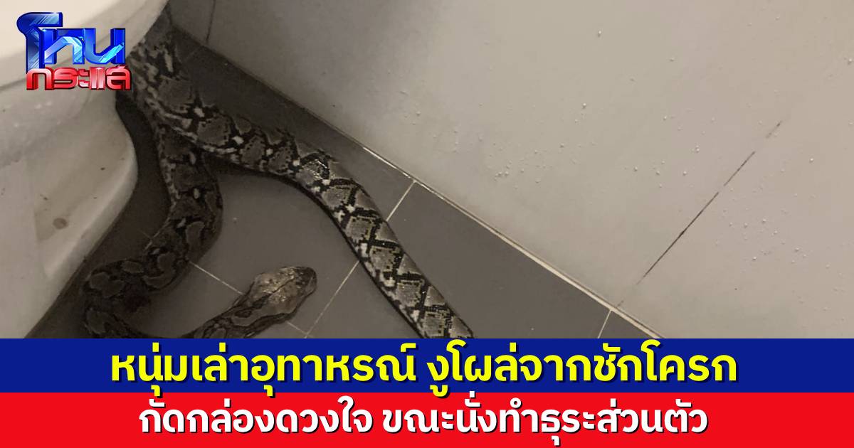 เจ็บแทน..หนุ่มเล่าอุทาหรณ์ เข้าห้องน้ำทำธุระส่วนตัว เจองูโผล่จากชักโครก กัดกล่องดวงใจจมเขี้ยว