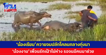 'น้องเรียม' ควายจมปลักโคลนกลางทุ่งนา นอนอ่อนแรงข้ามคืน 'น้องงาม' เพื่อนรักเฝ้าไม่ห่าง