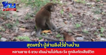 สุดเศร้า ปู่ล่ามลิงไว้ข้างบ้าน หลานชาย 6 ขวบ เดินผ่านไม่ทันระวัง ถูกลิงกัดเสียชีวิต