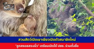 สวนสัตว์เปิดเขาเขียวเปิดตัวสมาชิกใหม่ ‘ลูกสลอธสองนิ้ว’ เตรียมเปิดให้ประชาชนร่วมตั้งชื่อ