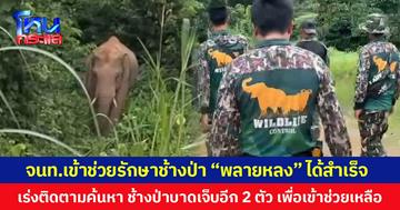 จนท.เข้าช่วยรักษาช้างป่า “พลายหลง” ได้สำเร็จ  เร่งติดตามค้นหา ช้างป่าบาดเจ็บอีก 2 ตัว เพื่อเข้าช่วยเหลือ