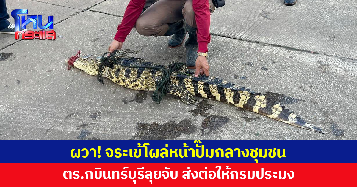 ผวา! จระเข้โผล่หน้าปั๊มกลางชุมชนกบินทร์บุรี ปราจีนบุรี ตำรวจลุยจับ