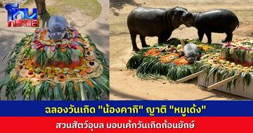 “สวนสัตว์อุบล” มอบเค้กยักษ์ ฉลองวันเกิด “น้องคากิ” ฮิปโปแคระ ญาติ”หมูเด้ง” อายุครบ 1 ขวบแล้ว