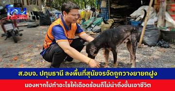 ส.อบจ. ปทุมธานี ลงพื้นที่สุนัขจรจัดถูกวางยายกฝูง เผยสุนัขไม่มีท่าทีดุร้าย หากไปทำอะไรให้เดือดร้อนก็ไม่น่าถึงขั้นเอาชีวิต