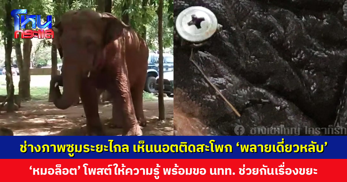 ‘พลายเดี่ยวหลับ’ มีนอตติดบริเวณสะโพก ‘หมอล็อต’ ขอ นทท. ช่วยกันดูแลเรื่องขยะหรือวัตถุที่อาจเป็นอันตรายต่อสัตว์ป่า