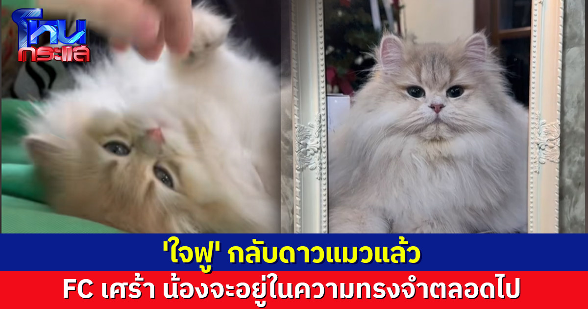 'ใจฟู' แมวเซเลบ กลับดาวแมวแล้ว แฟนคลับเศร้า น้องจะอยู่ในความทรงจำตลอดไป 