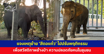 กรมอุทยานฯ แจงเหตุย้าย 'สีดอแก้ว' ไปศูนย์ปรับพฤติกรรมช่องกล่ำบน เพื่อสวัสดิภาพช้างป่า ความปลอดภัยคนในชุมชน