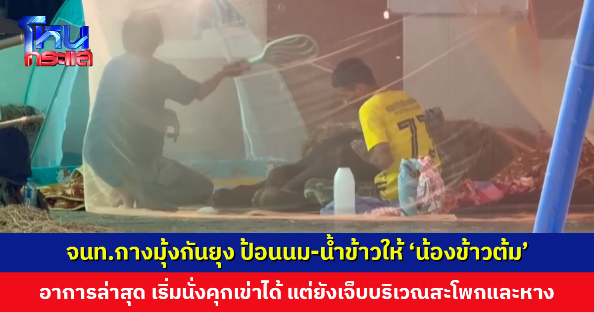 จนท.ดูแลใกล้ชิด กางมุ้งกันยุง ป้อนนม-น้ำข้าวให้ ‘น้องข้าวต้ม’ อาการล่าสุด เริ่มนั่งคุกเข่าได้ แต่ยังเจ็บปวดบริเวณสะโพกและหาง