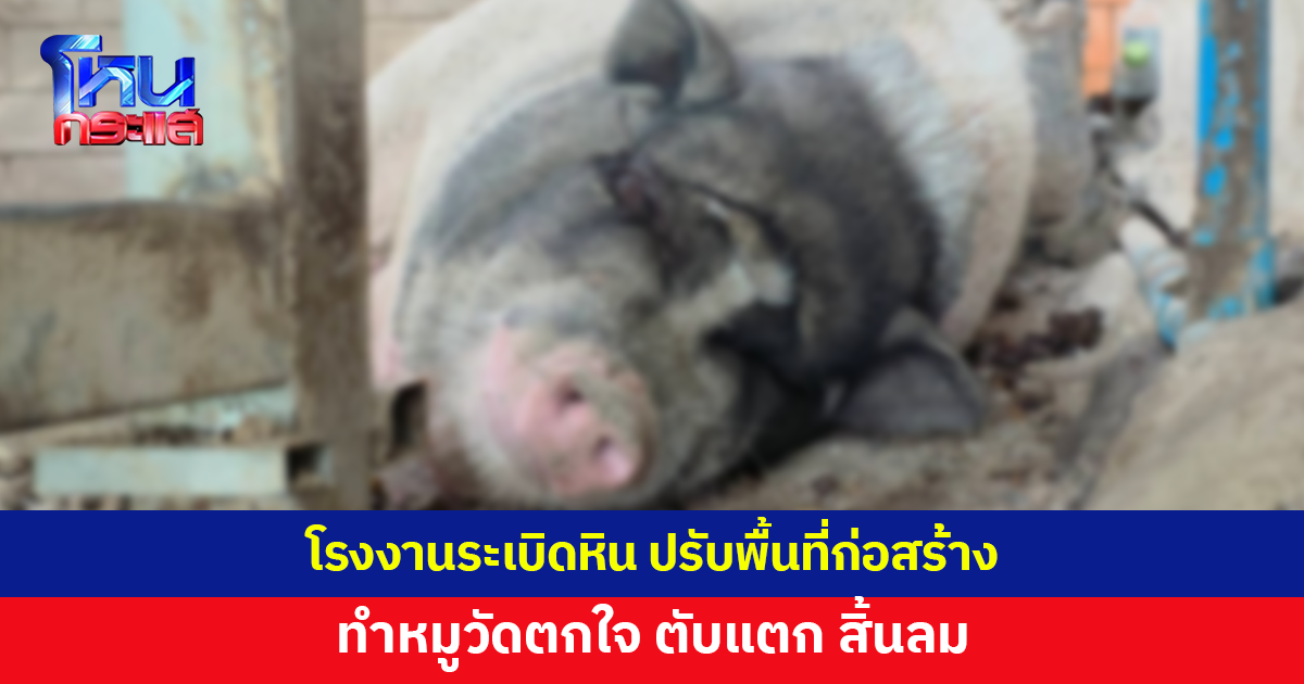 โรงงานระเบิดหิน ปรับพื้นที่ก่อสร้าง ทำหมูวัดตกใจ ตับแตก สิ้นลม