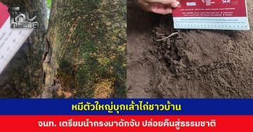หมีตัวใหญ่บุกเล้าไก่ชาวบ้าน เจ้าของบ้านตกใจจนก้าวขาไม่ออก จนท. เตรียมนำกรงมาดักจับ