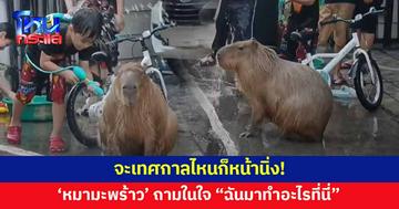 จะเทศกาลไหนก็หน้านิ่ง! 'หมามะพร้าว' โดนรุมฉีดน้ำวันสงกรานต์ 