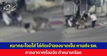หมากระโจนใส่ ไล่กัดเจ้าของบาดเจ็บ หามส่ง รพ. คาดอากาศร้อนจัด ทำหมาเครียด