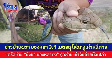 ชาวบ้านผวา บองหลา 3.4 เมตรดุ ไล่ฉกงูเห่าหนีตาย เครือข่าย “บังยา บองหลาคิง” รุดช่วย เข้าจับด้วยมือเปล่า