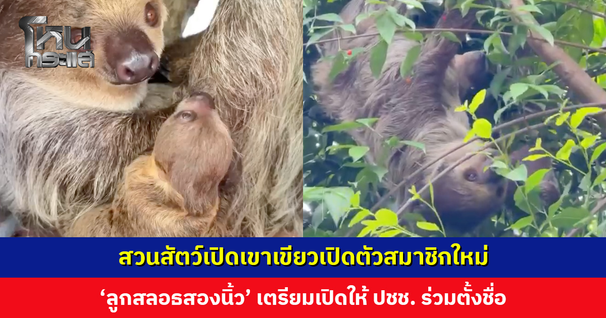 สวนสัตว์เปิดเขาเขียวเปิดตัวสมาชิกใหม่ ‘ลูกสลอธสองนิ้ว’ เตรียมเปิดให้ประชาชนร่วมตั้งชื่อ