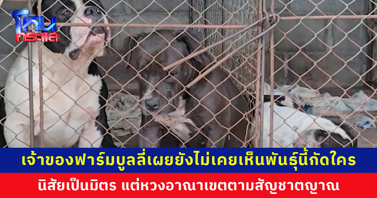 เจ้าของฟาร์มสุนัขสายพันธุ์บูลลี่ เผยยังไม่เคยเห็นพันธุ์นี้กัดใคร นิสัยเป็นมิตร แต่หวงอาณาเขตตามสัญชาตญาณ ด้านคดีตำรวจอยู่ระหว่างรวบรวมหลักฐาน ยังไม่แจ้งข้อกล่าวหา