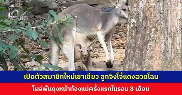 เปิดตัวสมาชิกใหม่เขาเขียว ลูกจิงโจ้แดงอวดโฉม โผล่พ้นถุงหน้าท้องแม่ครั้งแรกในรอบ 8 เดือน