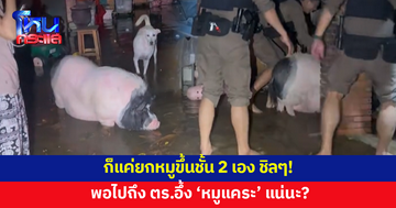 รับแจ้งขอความช่วยเหลือยกหมูขึ้นชั้น 2 พอไปถึงต้องร้องโอ้โห "น้องหมูแคระที่ไม่แคระ"