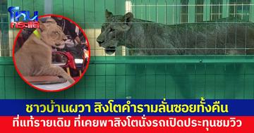 ผวา! สิงโตคำรามลั่นซอยทั้งคืน ชาวบ้านแจ้งตร.ตรวจ พบรายเดิมกับที่เคยพาสิงโตนั่งรถตะลอนพัทยา